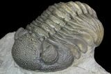 Detailed Morocops Trilobite - Beautiful Eyes #90020-1